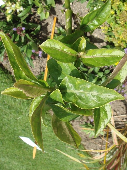 Odontonema stricta